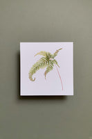 Autumn Fern