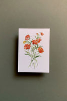 Ranunculus