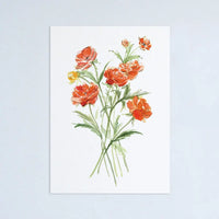 Ranunculus